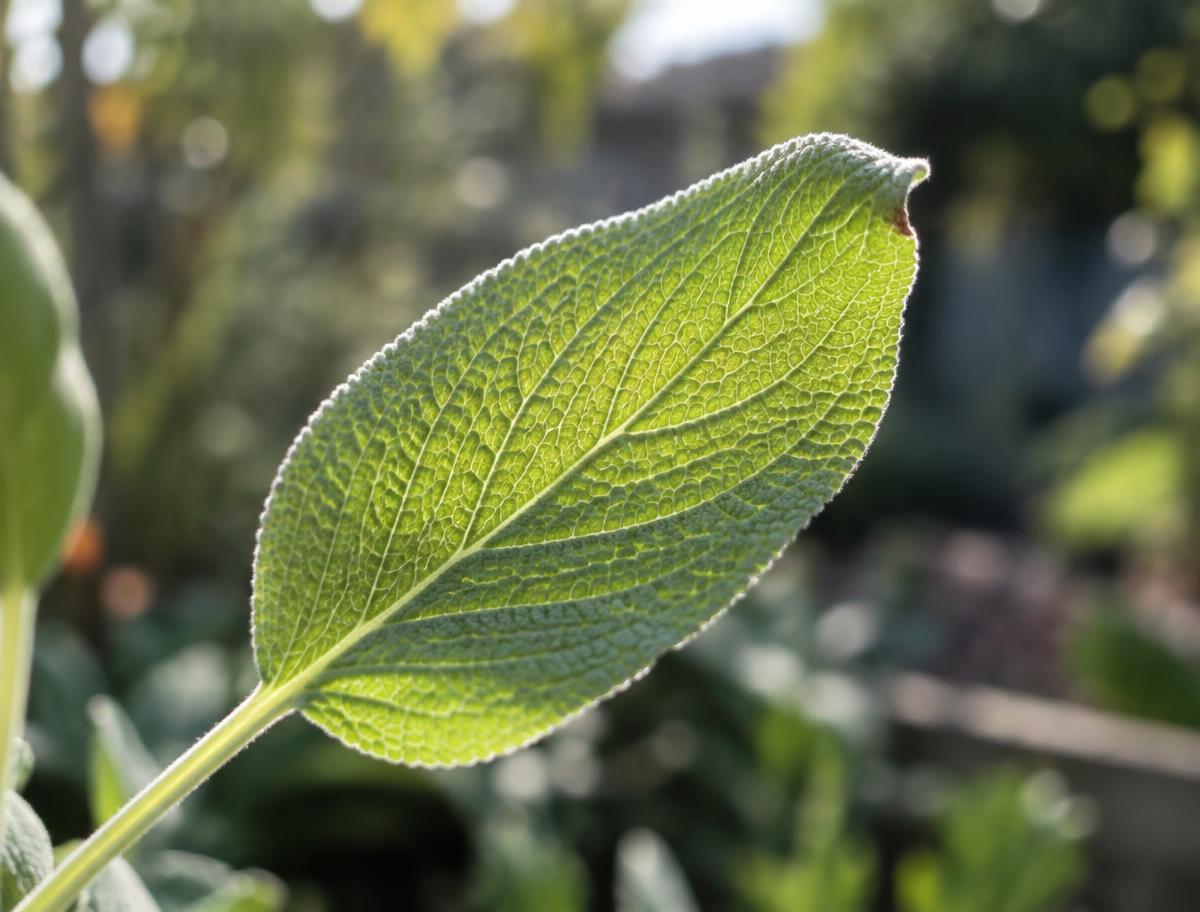 Sunlight illuminates the delicate veins of a small leaf.