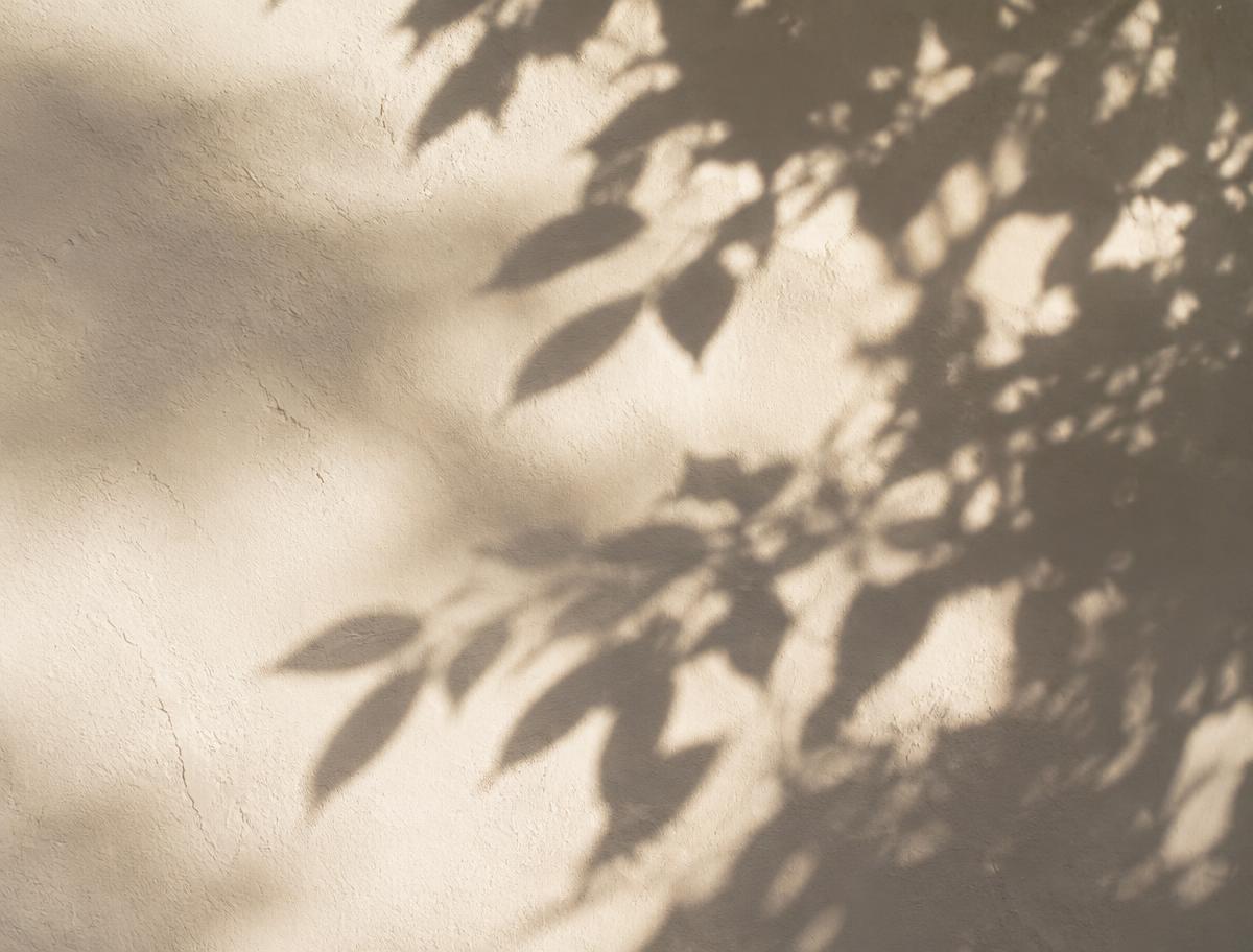 Leaf shadows across a sunlit plaster wall.